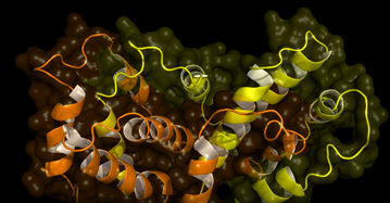 Proteins